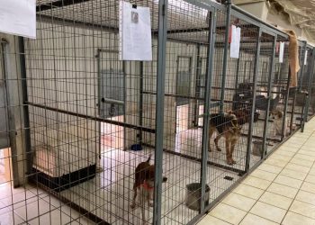 Δήμος Ιωαννιτών: Συντονισμένες ενέργειες για τη διαχείριση και ευζωία των αδέσποτων ζώων