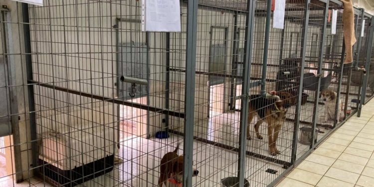 Δήμος Ιωαννιτών: Συντονισμένες ενέργειες για τη διαχείριση και ευζωία των αδέσποτων ζώων