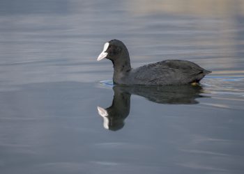 Μεσοχειμωνιάτικες Καταμετρήσεις Υδρόβιων Πουλιών 2022 στην Παμβώτιδα