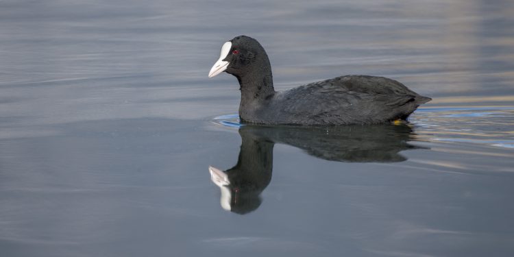 Μεσοχειμωνιάτικες Καταμετρήσεις Υδρόβιων Πουλιών 2022 στην Παμβώτιδα