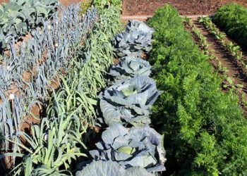 “Αβγατίζονται” οι δημοτικοί λαχανόκηποι