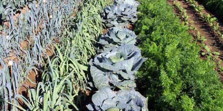 “Αβγατίζονται” οι δημοτικοί λαχανόκηποι