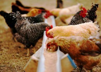 4ptinotrofia-1038x576