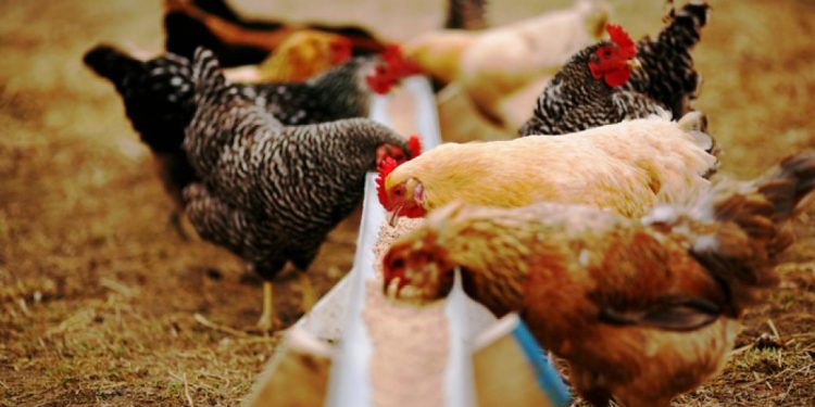 4ptinotrofia-1038x576