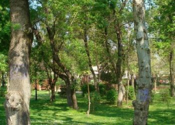 Συνάντηση μεταξύ του ΓΕΩΤΕΕ και του ΓΓ Δασών