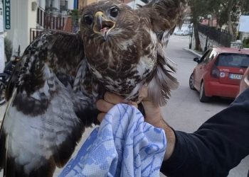 γερακινα