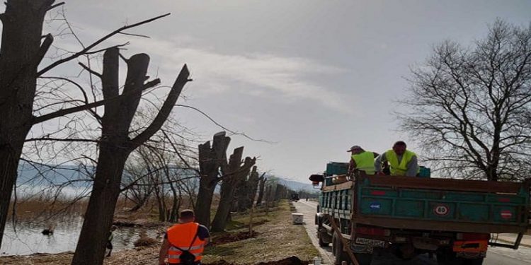 Δενδροφύτευση στην παραλίμνια περιοχή των Ιωαννίνων
