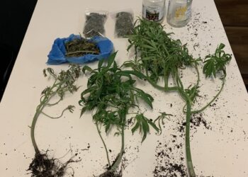 Ναρκωτικά-κανναβη