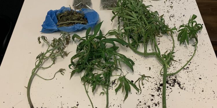 Ναρκωτικά-κανναβη