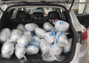 77κιλα-καναβη