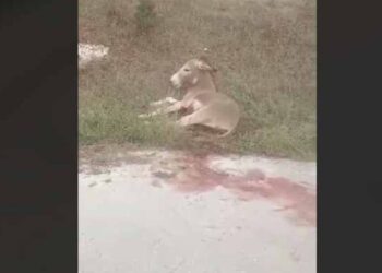 gaidaros_edited-750x375