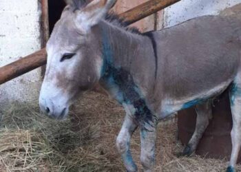 gaidouri_edited-750x375