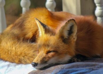 ioannina-alepoydaki-