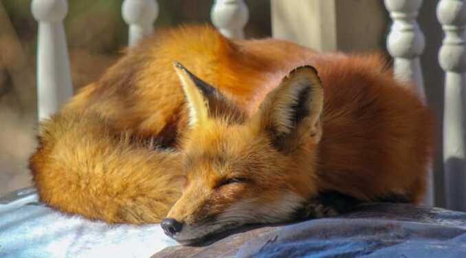 ioannina-alepoydaki-