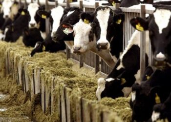 agelades-ageladotrofia-gala