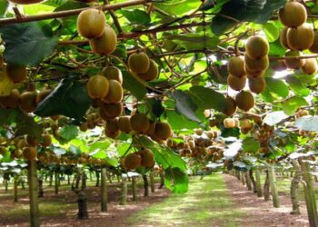 aktinidia-fytoria-pasxalis