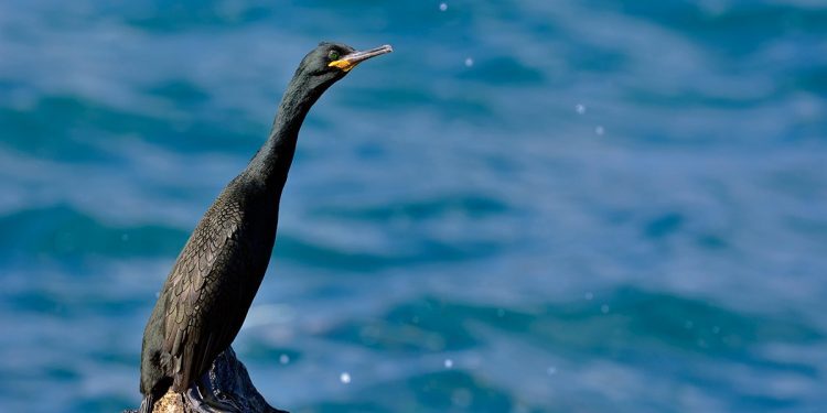 ornithologoi