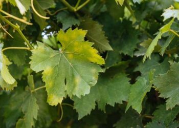 ampeli-peronosporos-750