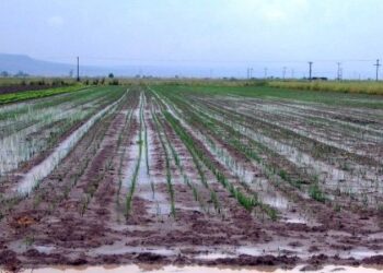 zhmies-xorafi-kalliergia