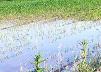 ζημιές-σε-καλλιέργειες_edited-750x375