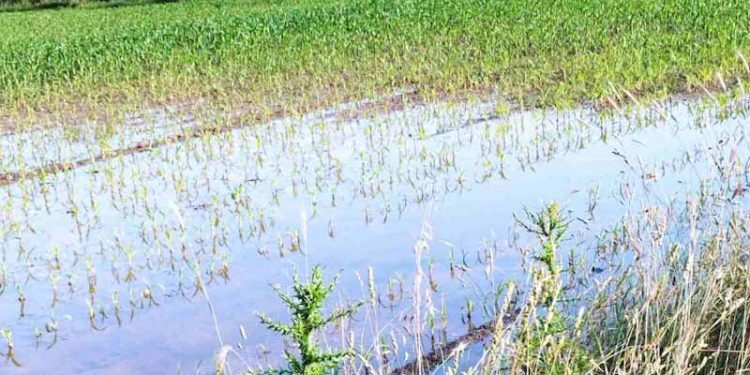 ζημιές-σε-καλλιέργειες_edited-750x375