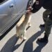 Δημοτική Αστυνομία Ιωαννίνων: Ξεκίνησαν οι έλεγχοι στα δεσποζόμενα ζώα