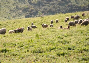σχέδιο-βόσκησης