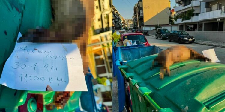 Πέταξαν αγριογούρουνο στα σκουπίδια!