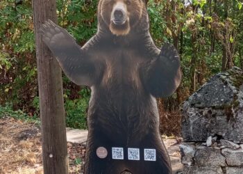 ΑΡΚΟΥΔΑ ΕΛΑΤΗ