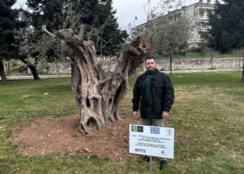 Ο δήμος Ιωαννιτών προχώρησε στη φύτευση 6 αιωνόβιων και υπεραιωνόβιων ελιών