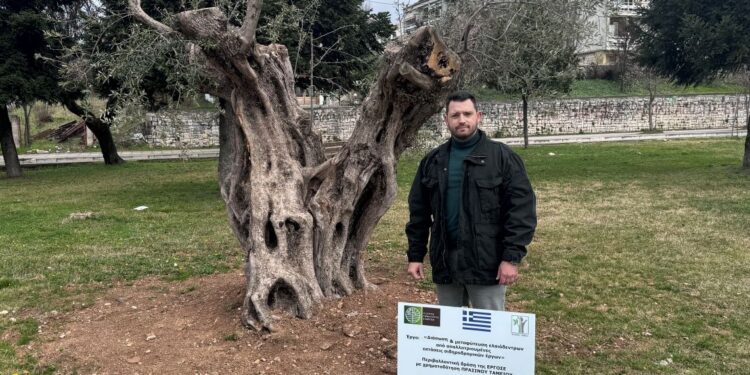 Ο δήμος Ιωαννιτών προχώρησε στη φύτευση 6 αιωνόβιων και υπεραιωνόβιων ελιών