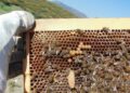 ΜΕΛΙΣΟΚΟΜΙΑ ΣΤΗΝ ΗΠΕΙΡΟ: Ένας κλάδος με παράδοση και προοπτική