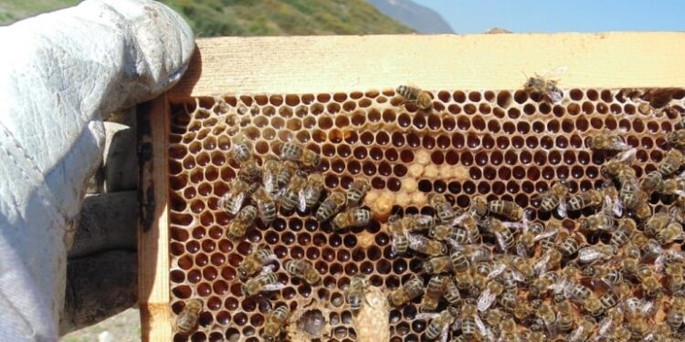 ΜΕΛΙΣΟΚΟΜΙΑ ΣΤΗΝ ΗΠΕΙΡΟ: Ένας κλάδος με παράδοση και προοπτική