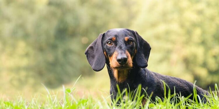 Διαφωνεί με το νόμο «Άργος» ο Κυνηγετικός Σύλλογος Ιωαννίνων