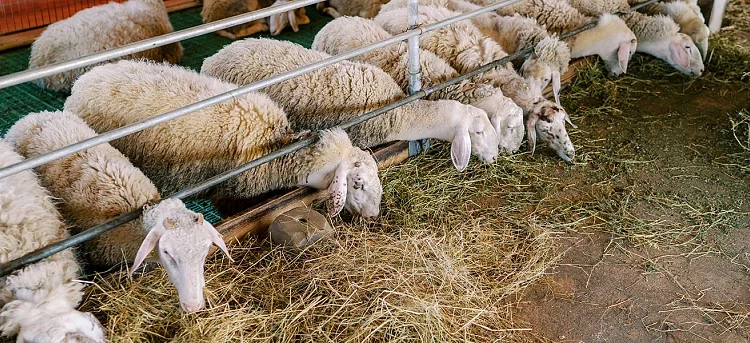 Συναγερμός για καταρροϊκό πυρετό