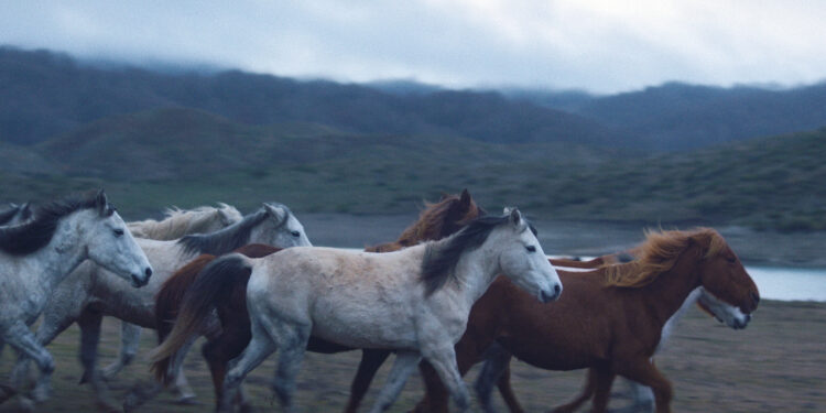Η ταινία  “Noi” σε ειδική προβολή στο Μέτσοβο