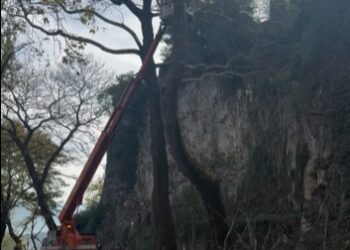 “Θυσία” στη νόσο ακόμη 5 πλατάνια στον παραλίμνιο