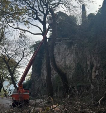 “Θυσία” στη νόσο ακόμη 5 πλατάνια στον παραλίμνιο