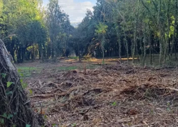 Καταστροφικός ο καθαρισμός με το AntiNERO στο δάσος του Πανεπιστημίου