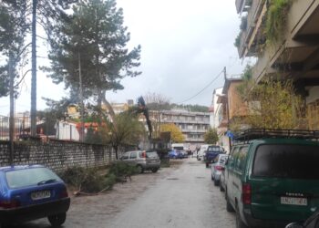 Έπεσε πεύκο στη ΖΠΑ, ευτυχώς χωρίς τραυματισμούς