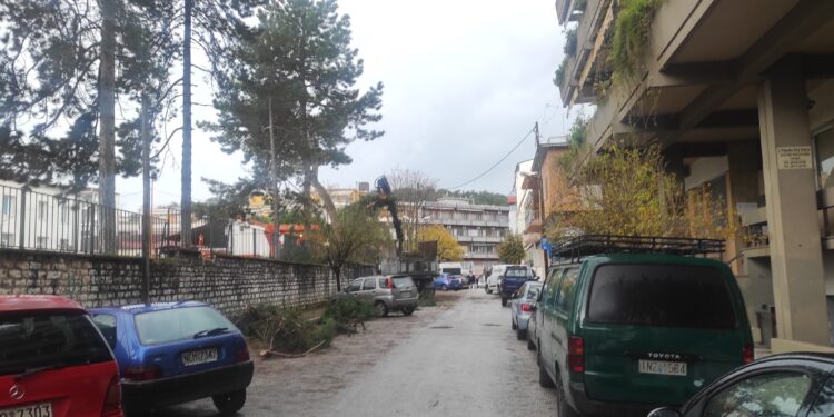 Έπεσε πεύκο στη ΖΠΑ, ευτυχώς χωρίς τραυματισμούς