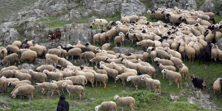 Προβληματίζει η  εξέλιξη της  ευλογιάς