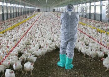 Η Ελληνική Πτηνοτροφία ανησυχεί  για τις επιπτώσεις από τη Mercosur