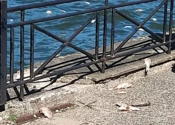 Από φυσικά αίτια ο  θάνατος ψαριών στην Παμβώτιδα