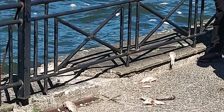 Από φυσικά αίτια ο  θάνατος ψαριών στην Παμβώτιδα