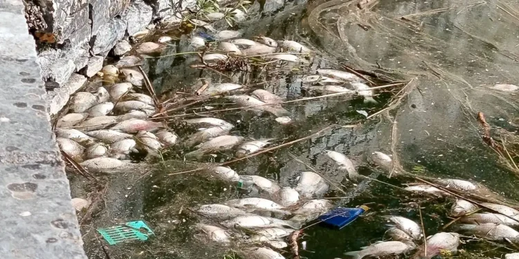 “Διαστρέβλωση της πραγματικότητας” στο πρόβλημα των νεκρών ψαριών