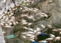 Άμεση κινητοποίηση του Δήμου Ιωαννιτών για τα νεκρά ψάρια στη λίμνη