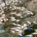 Άμεση κινητοποίηση του Δήμου Ιωαννιτών για τα νεκρά ψάρια στη λίμνη