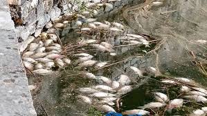 Τρεις εκδοχές για τα νεκρά ψάρια στη λίμνη , πλην της τοξικότητας