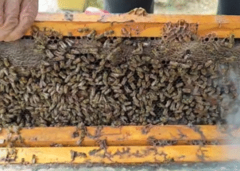 Μήνυμα SOS από την κυψέλη: Γιατί το μέλι κινδυνεύει να γίνει…απλώς μια “ανάμνηση”;